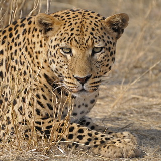 Dusternbrook - Leopard